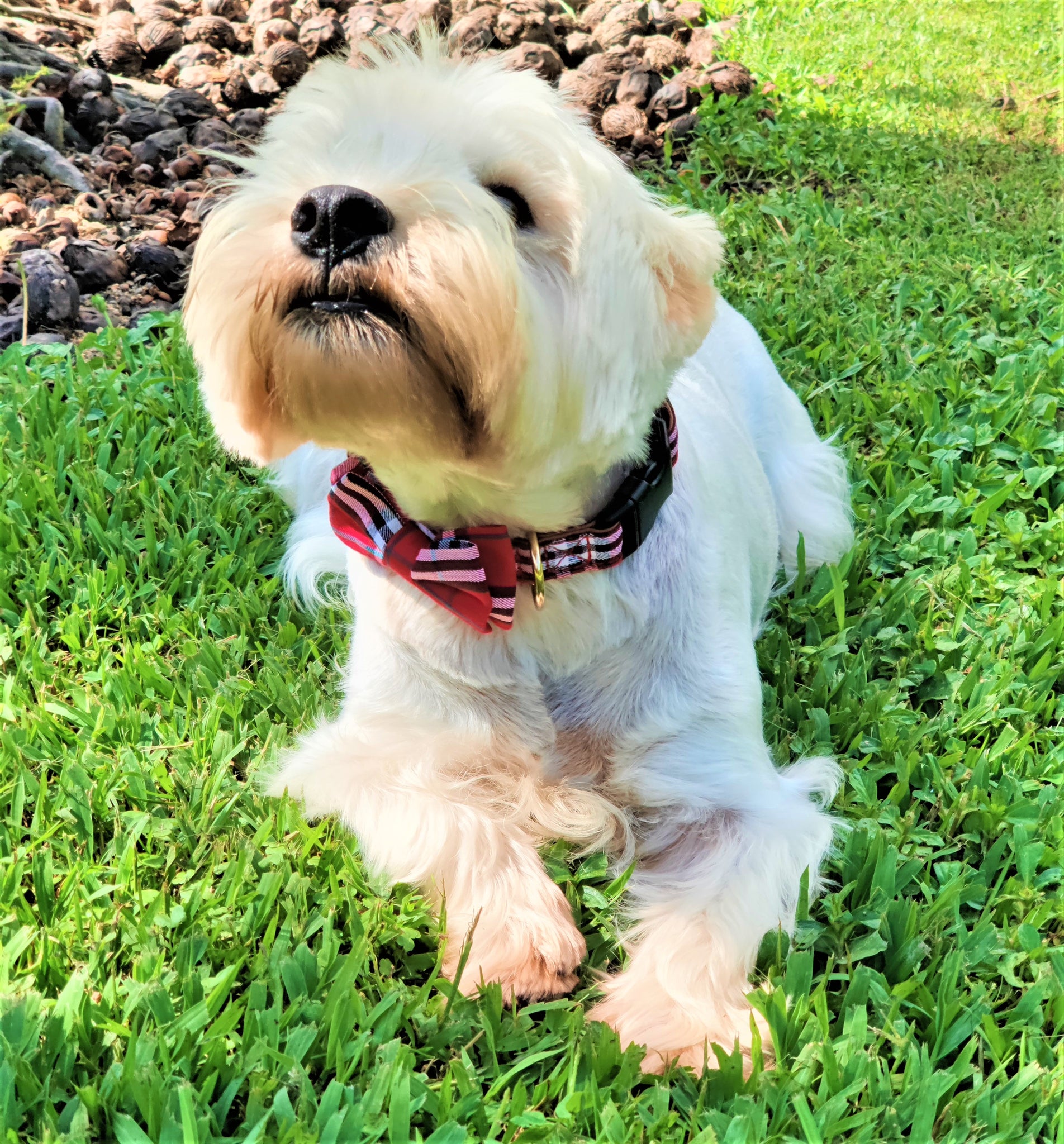 JIMMY BOW TIE RED CHECK DOG COLLAR