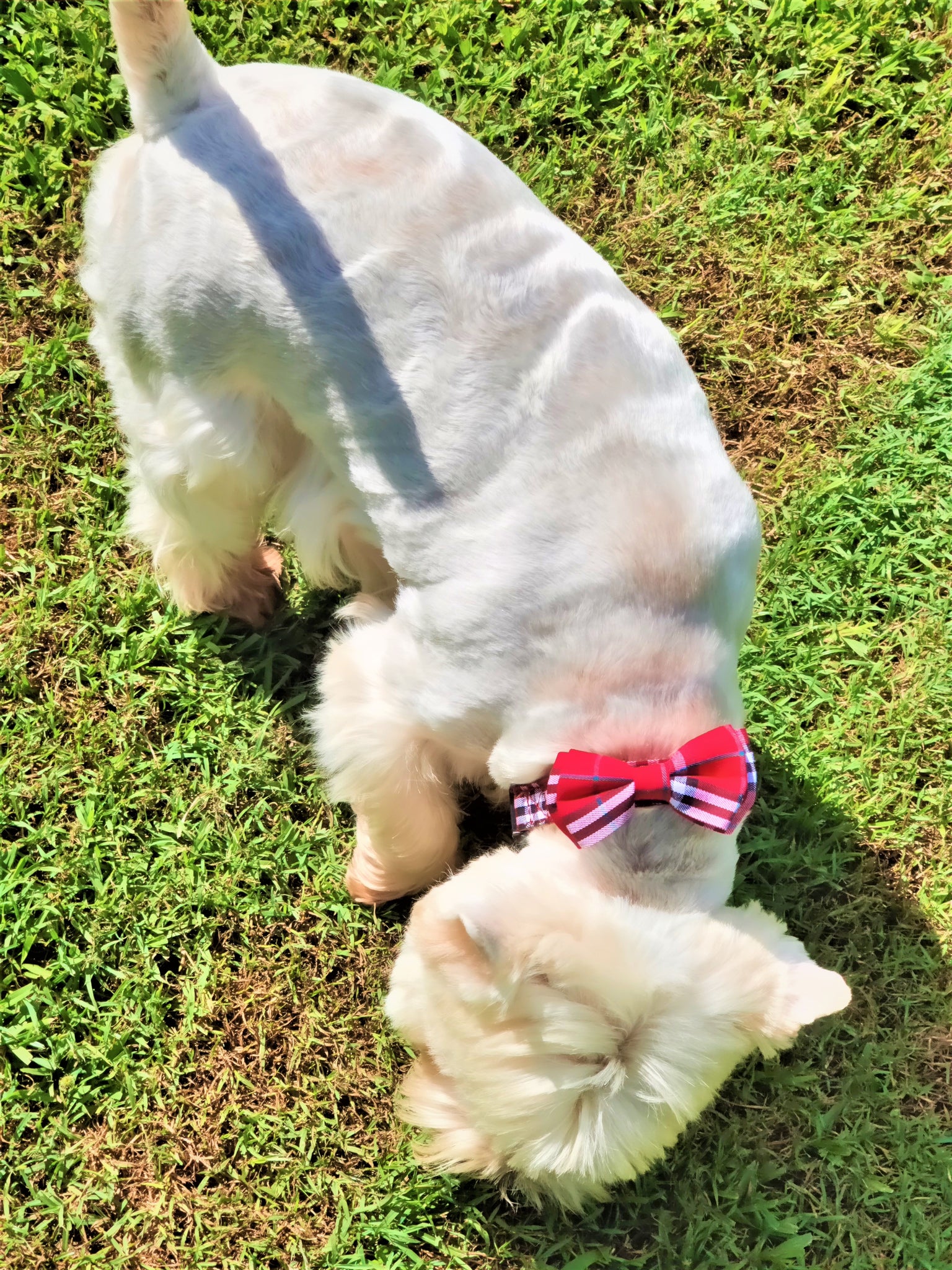 JIMMY BOW TIE RED CHECK DOG COLLAR