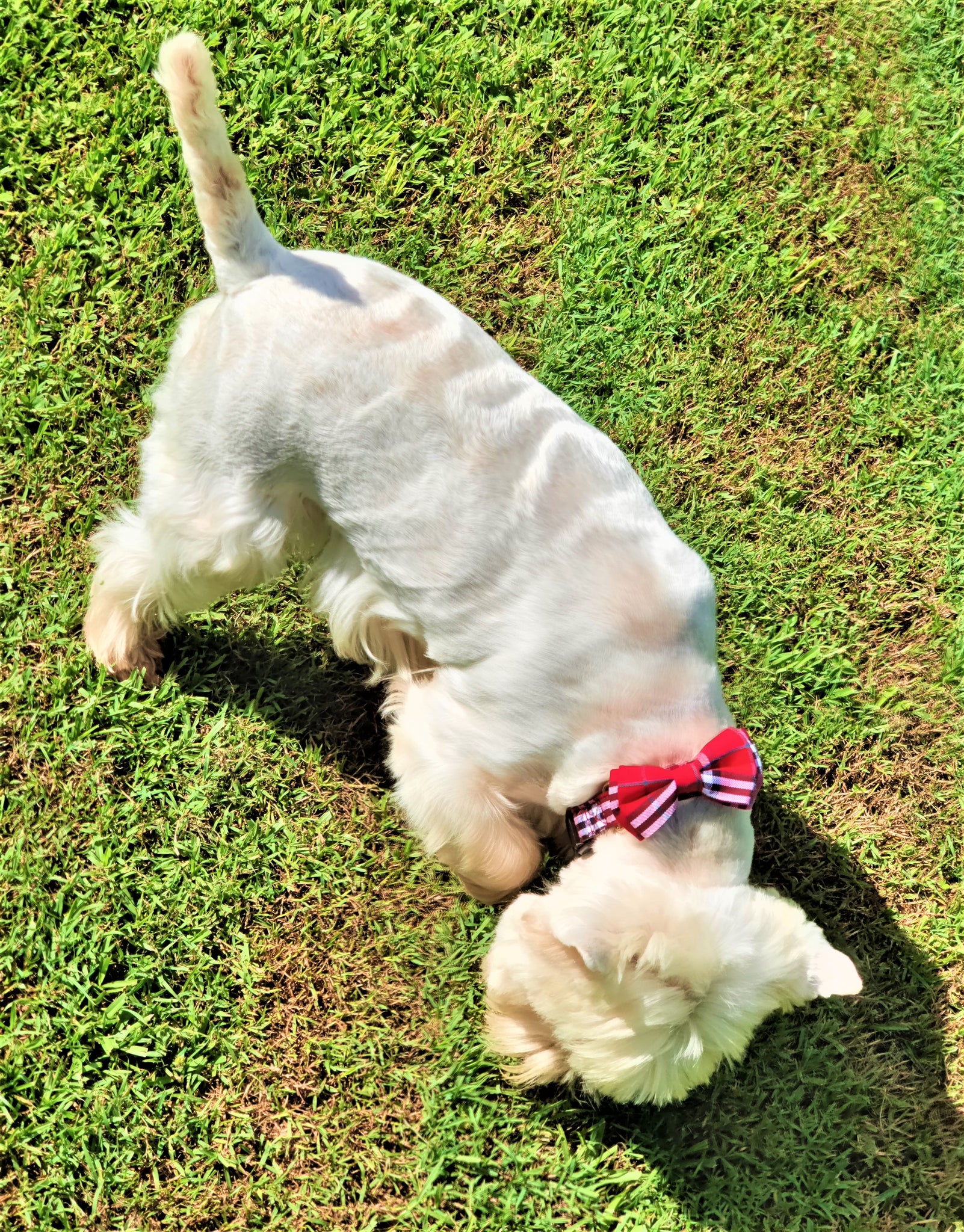 JIMMY BOW TIE RED CHECK DOG COLLAR