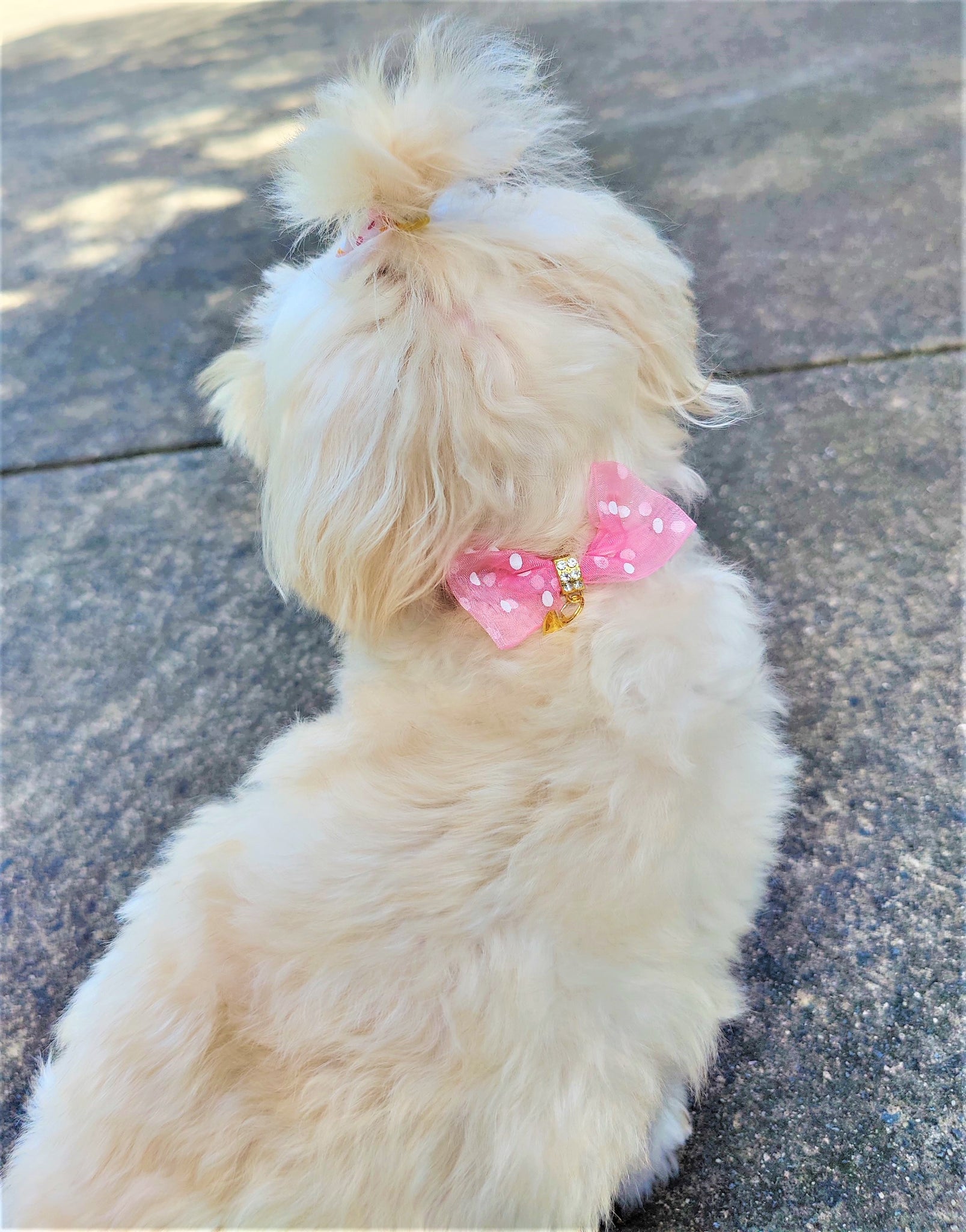 Jeanie Pink Bow Collar